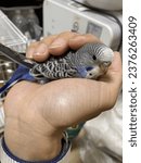 Small photo of a budgie on a hand and he knowhow to be pet