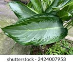 Small photo of Dieffenbachia maculata is typically grown as a houseplant. Evergreen tropical perennial shrub to 8', erect and scarcely branched.