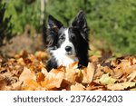 A dog lying in the leaves