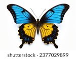 blue butterfly isolated on a white background