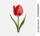 Tulip flower png isolated on...