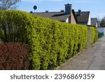 Green hedge in front of a...