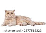 Exotic shorthair cat red exotic ...