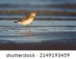 An American Golden Plover With...