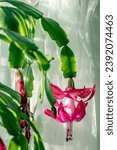 Small photo of Christmas cactus images. These vibrant and festive shots capture the beauty of this unique seasonal succulent, adding a touch of yuletide magic to your creative projects.