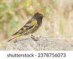 Small photo of Fire-fronted Serin Sprightly and vividly-colored little finch with a black head and a fiery orange patch on the forehead