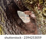 Small photo of Focus on a hole in a pine tree what is occluded a type of mushroom