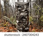 Small photo of Close up. An example of Pareidolia, when a human interprets random patterns as a face. In this case, a birch tree stump has three holes set in such a way that a face can be inferred...in camouflage.