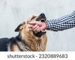 A male german shepherd bites a...