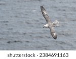 Small photo of Fulmar soaring above the sea