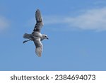 Small photo of Fulmar soaring in a blue sky