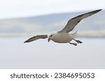 Small photo of Fulmar riding thermals, island background