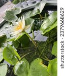 Small photo of Gossamer In my lotus pond