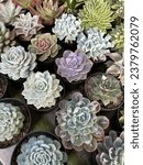 Small photo of Collection of miniatur Succulent : Succulent echeveria raindrop, succulent echeveria morning beauty, succulent echeveria laurensis.