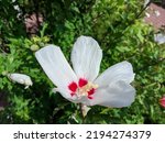 Huge  Flower. White And Red...
