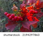 Red Viburnum On The Branches....