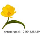 Delicate yellow tulip on white...