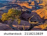 A small juniper tree pregnant with berries grows on the edge of Dead Horse Point, with the Colorado River gooseneck bend behind.