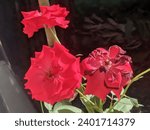Small photo of tree vagrant blooming red rose