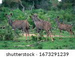 Herd Of Kudus At Kruger...