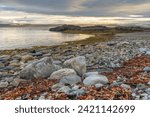 Small photo of Rocky shores of the Porsanger Fjord, Barents Sea, on a calm late summer evening, Finnmark, Norway