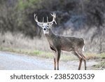 Small photo of This bucks antlers shows a broken tine probably the result of a battle with another buck during mating season
