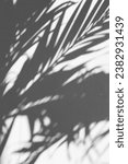 Small photo of Palm flower dark shadow high resolution Aesthetic Wallpapers or dark palm leaves background for aesthetic lyrics edits