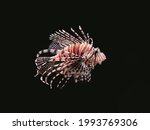 Red lionfish on a black...