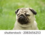 Small photo of the funny muzzle of a young pug gives rise to an emotion of suspicion and distrust. An incredulous dog