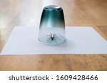 a Caught big dark common house spider under a drinking glass on a smooth wooden floor seen from ground level in a living room in a residential home