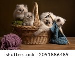 Small photo of Four Ragdoll cats, small cute kitten portrait, sitting in a knitting basket siblings litter friends