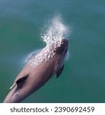 Small photo of Porpoise spraying blowhole atlantic ocean