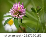Small photo of Macro shot of a pretty Red Clover (Trifolium pretense) wildflower blossom growing in the Chippewa National Forest, northern Minnesota USA