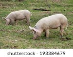 Young Pigs Graze In Green Meadow