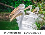 Group Of White Pelicans Loafing ...