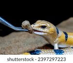 Small photo of Peter's Banded Skink eating food. Peter's Banded Skink feeding.