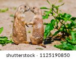Two Prairie Dogs Give Each...