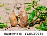 Two Prairie Dogs Give Each...