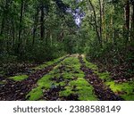 Small photo of Mossy road in a tropical rainforest with dense trees and shrubbery.