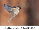 Eurasian Tree Sparrow Flying...