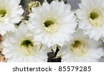 Beautiful White Flowers Of...