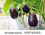 Eggplant Growing In Field Plant ...