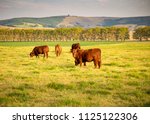 Beefmaster Cattle Standing In A ...