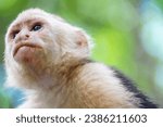 Small photo of White Face Monkey. Capuchian Monkey. Close up monkey with food on his face. Extra close up monkey photo.
