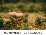 Small photo of Focused picture of a big orange gustable mushroom in the forest