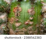 Small photo of Cacti that are attacked by pests make their appearance worse