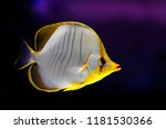 Small photo of Goldheaded Butterflyfish, Goldring Butterflyfish, Yellow-head Butterflyfish, Yellowhead Butterflyfish (Chaetodon xanthocephalus)