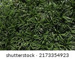 Dwarf Lilyturf Or Mondo Grass ...
