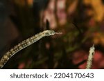 Small photo of Reef top or messmate pipefish (Corythoichthys haematopterus)