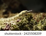 Small photo of Dragonface or messmate pipefish (Corythoichthys haematopterus)